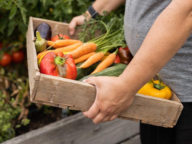 person holding wooden tray of harvested vegetables